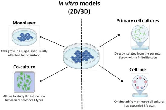 Fig. 1. Culture of brain cells for 2D and 3D in vitro models.