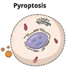Exploration of the Role of Pyroptosis in Stroke
