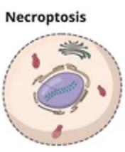 Exploration of the Role of Necroptosis in Stroke